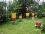 Fünf Bienenvölker und ein Ableger 